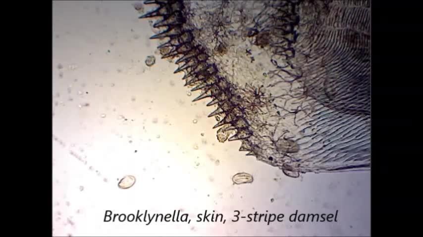 <i >Brooklynella</i>, skin scraping from a 3-stripe damsel <i >Dascyllus aruanus</i>