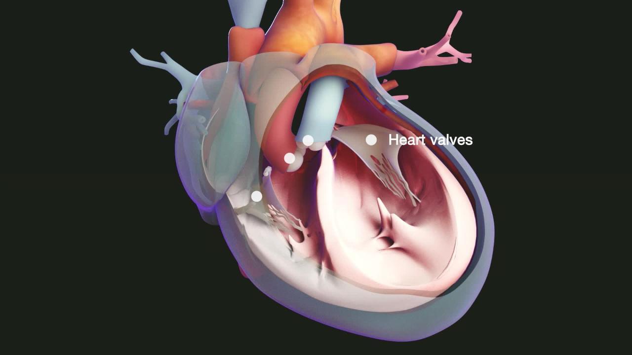 Atrial Premature Beats - Heart and Blood Vessel Disorders - Merck Manuals  Consumer Version