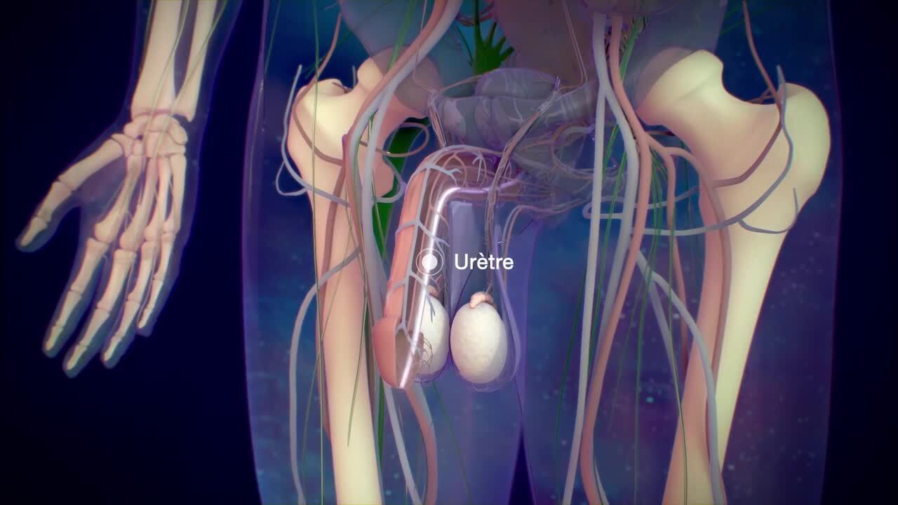 L’urètre