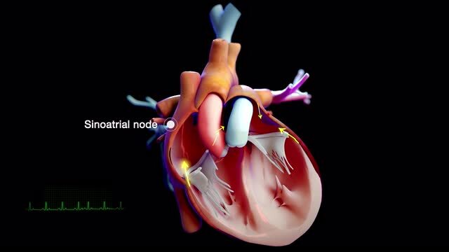 Muhtasari wa Moyo na Mishipa ya Damu