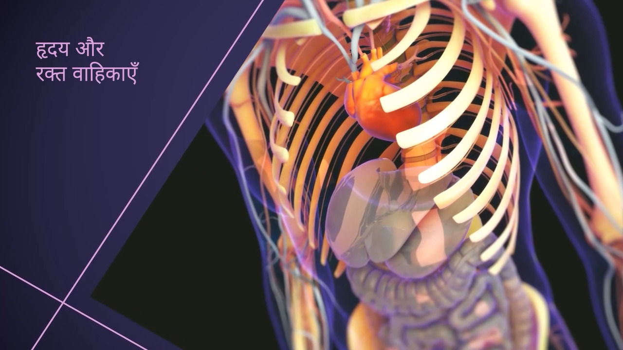 हृदय और रक्त वाहिकाओं का अवलोकन