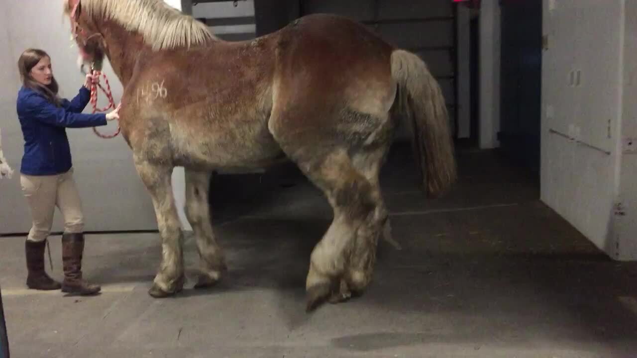 Frenillo peneal persistente, toro