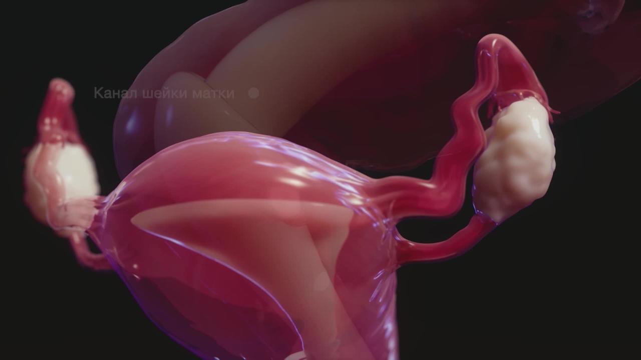 Общие сведения о женской репродуктивной системе