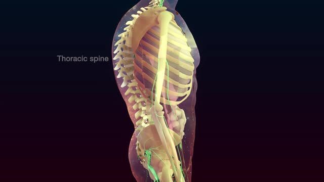Overview of the Musculoskeletal System