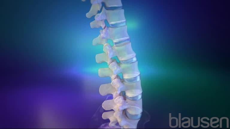 脊椎の解剖学的構造