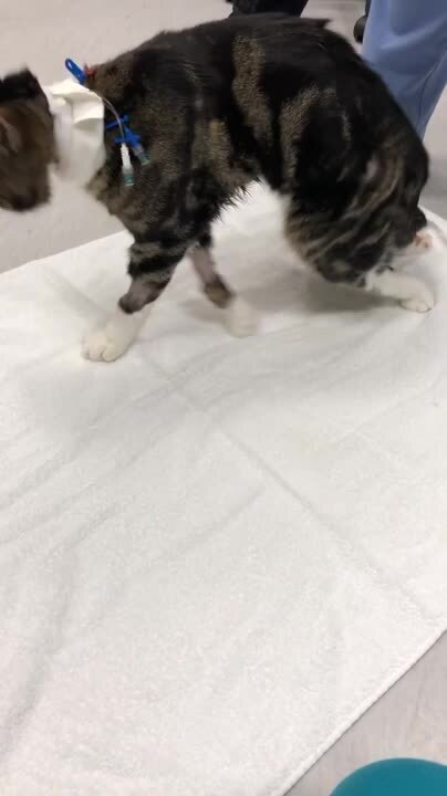 Saddle thrombus, cat, before treatment