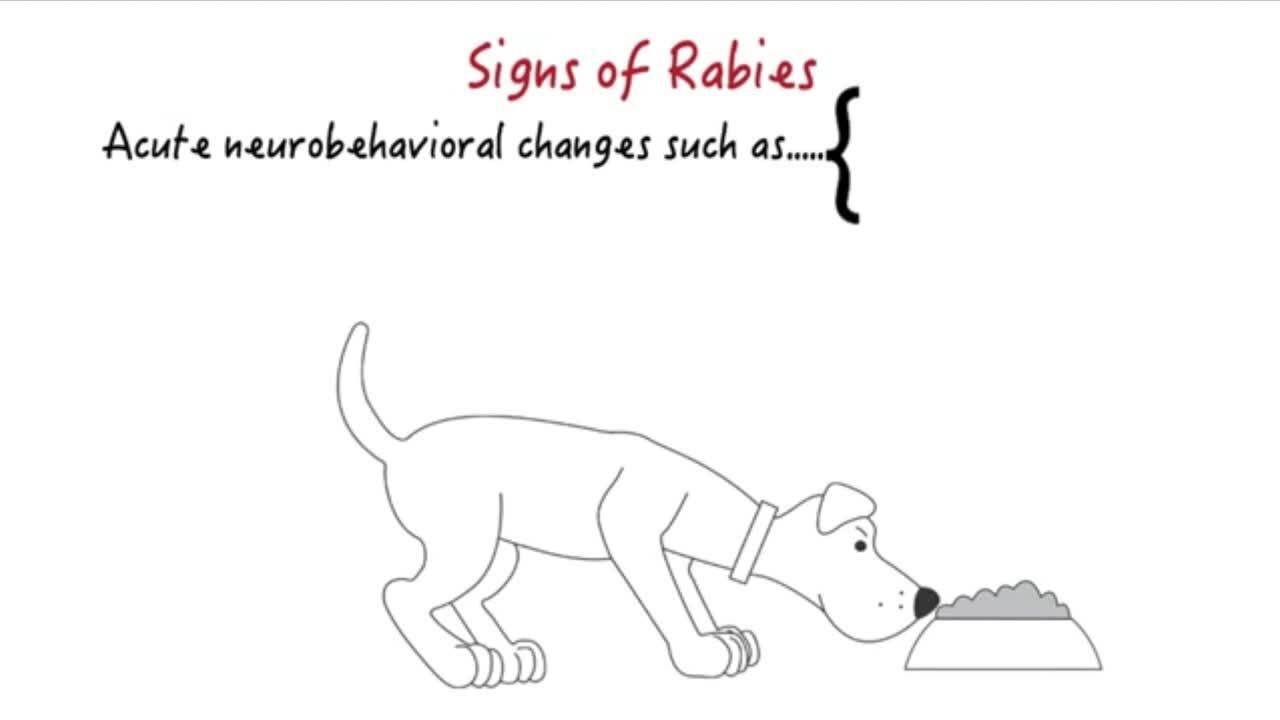 Rabies - Nervous System - MSD Veterinary Manual