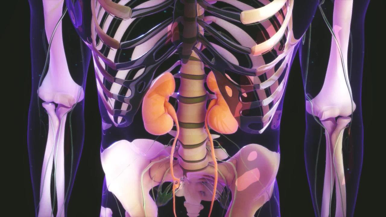 Flank torment can be an indication of a kidney issue. Be that as it may,  since numerous organs are here
