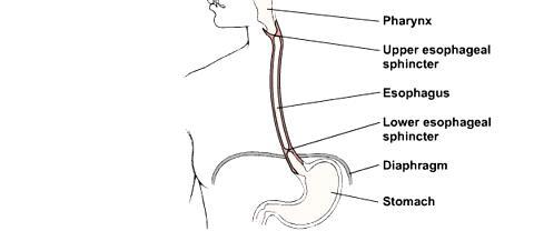 esophagus and stomach