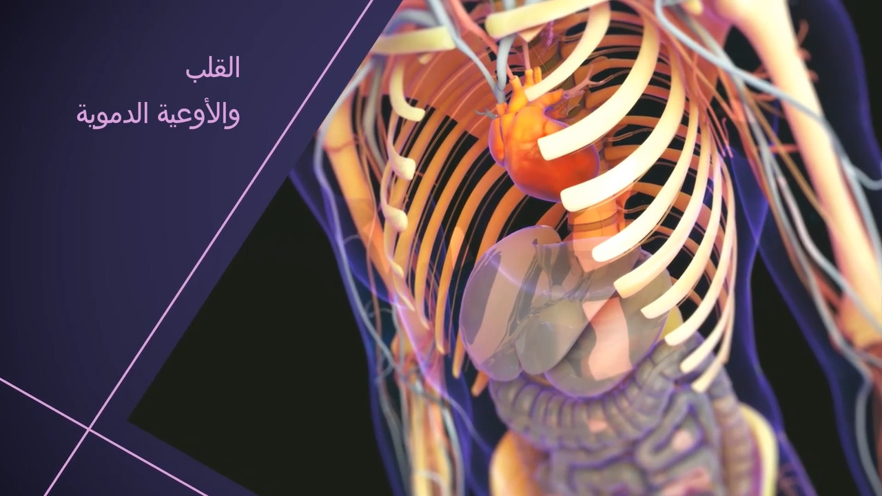لمحة عامة عن القلب والأوعية الدَّمويَّة