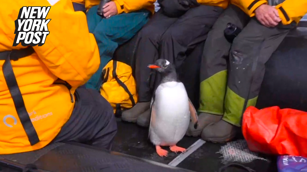 全速力で逃げるペンギンの背後には 最強の海獣 が 生死をかけた逃走劇 その 衝撃の結末 手に汗握る展開に観光客もハラハラ クーリエ ジャポン