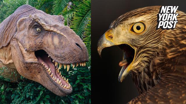 Dinosaurs Actually Made Adorable Bird Noises