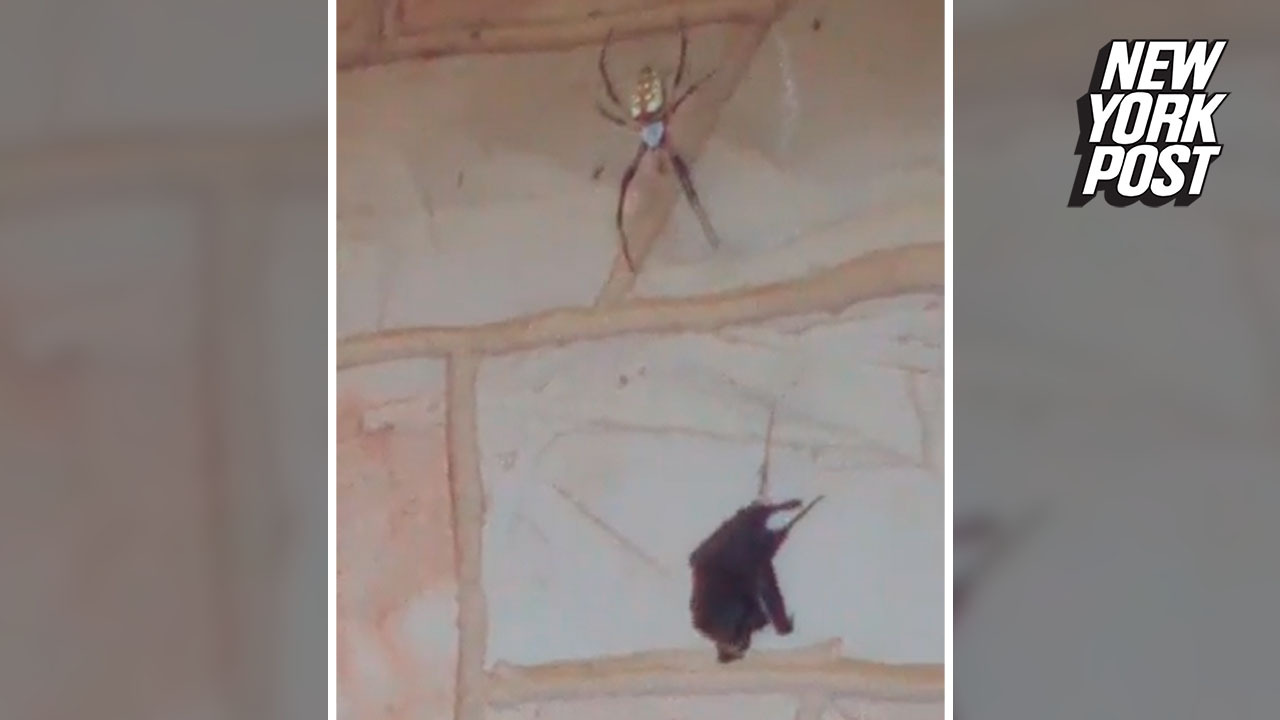 Spider Devours Bat Outside Of Texas Home