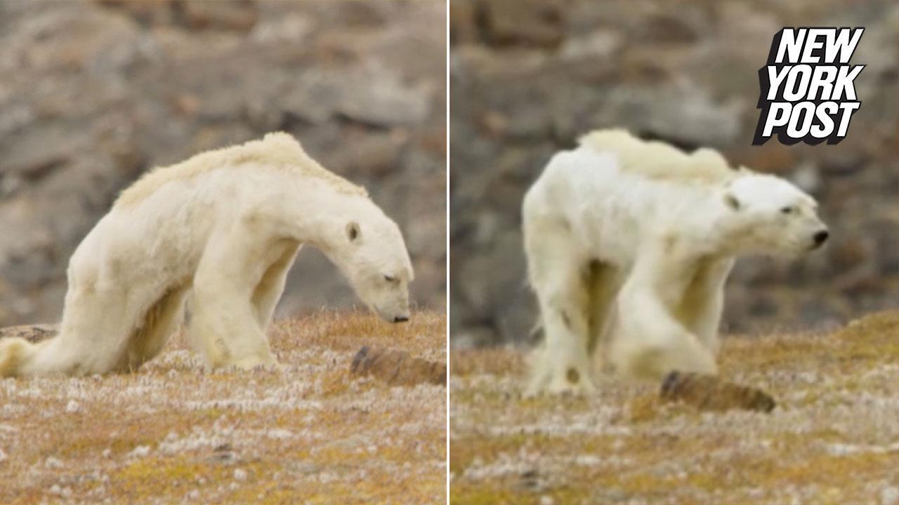 Скорость бега белого медведя. Полярный медведь глобальное потепление. Белые медведи страдают от глобального потепления. Белые медведи мутировали.