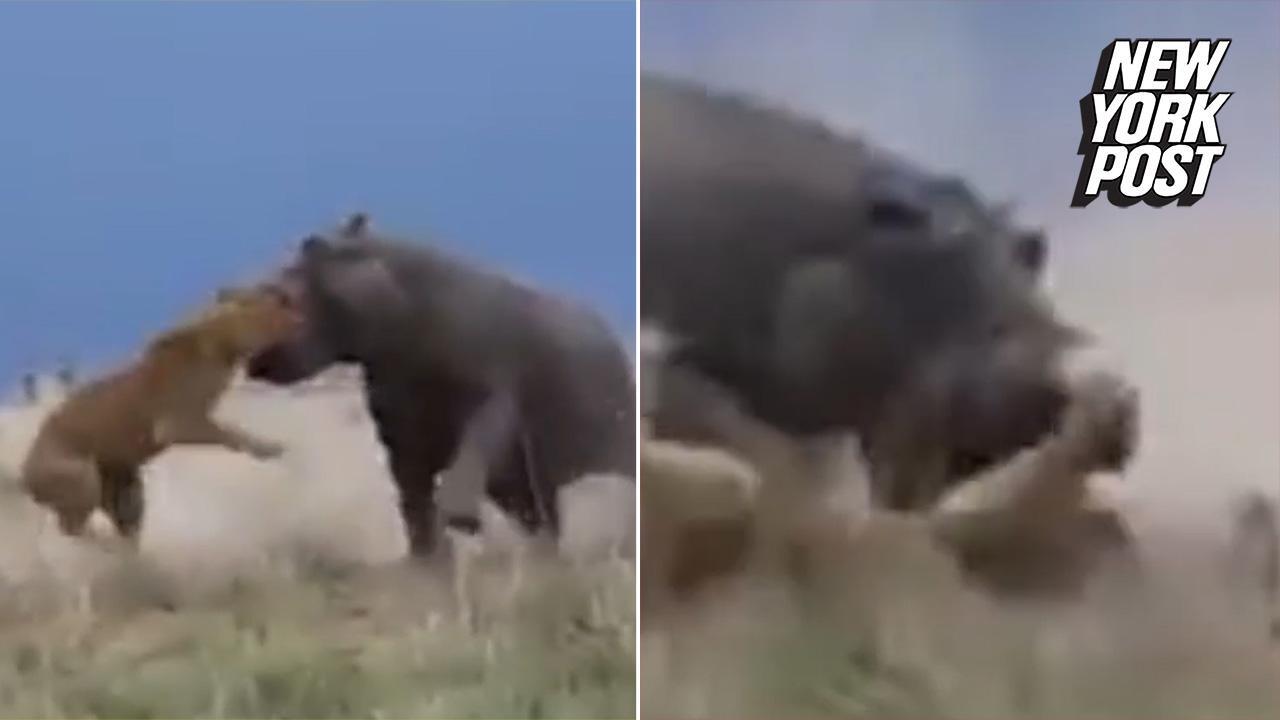 Hippo Shows Lion Who S Really King Of The Jungle