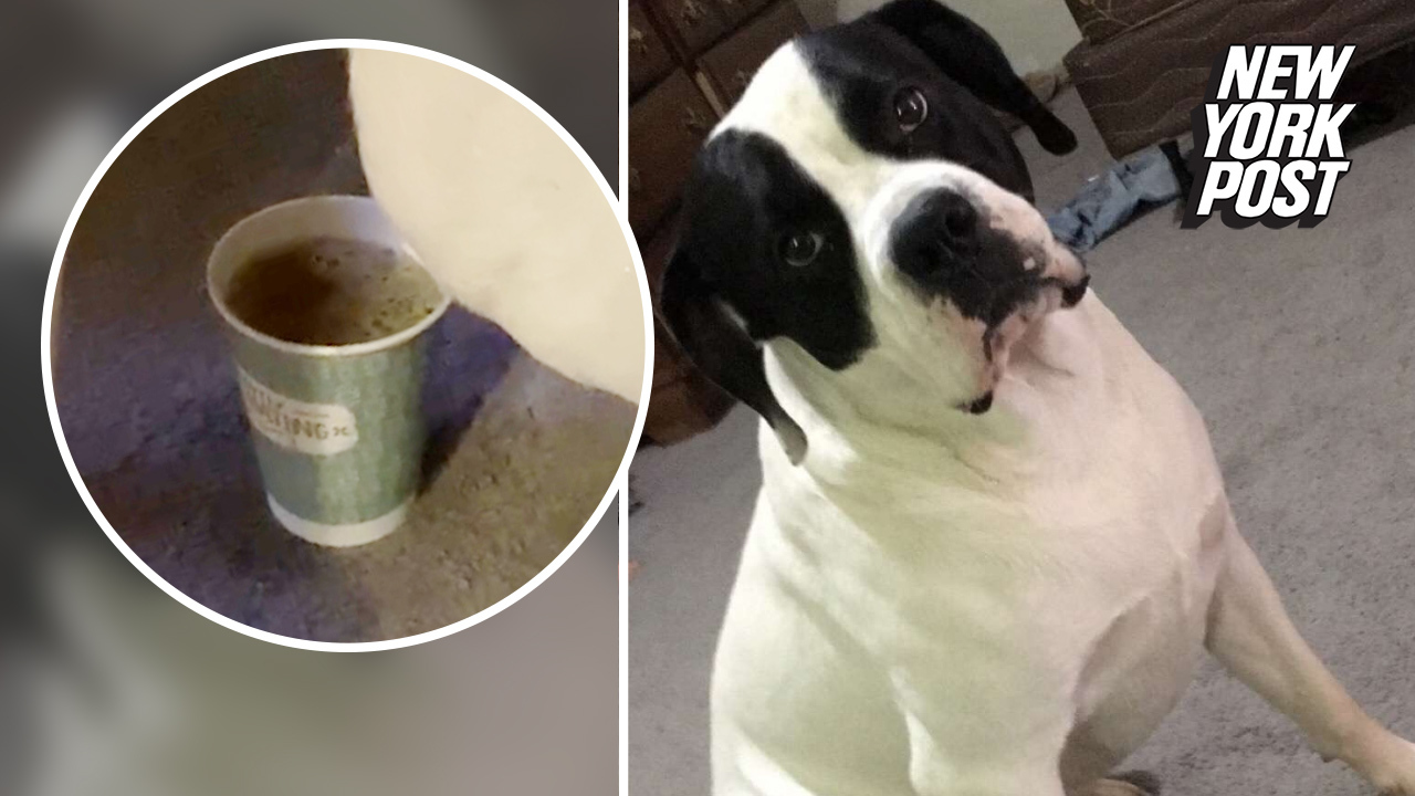 Dog Pees In Cup With Perfect Aim Video New York Post