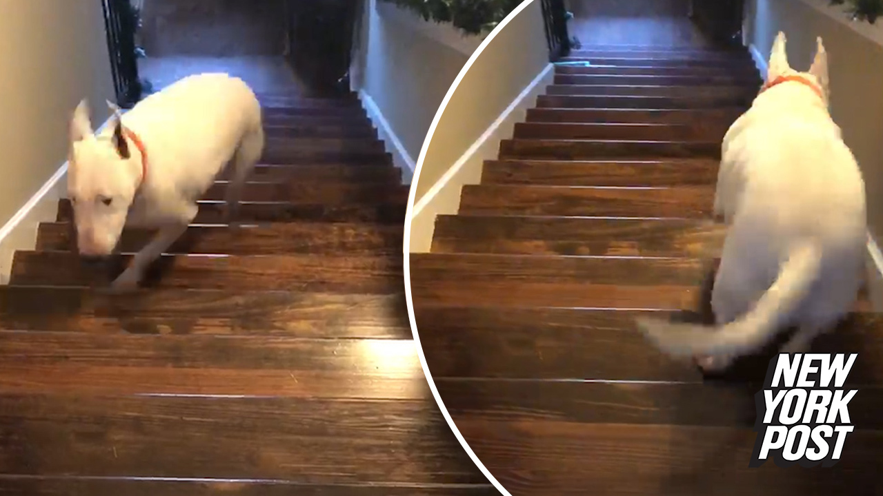 Crazy Dog Loves Throwing Himself Down A Flight Of Stairs