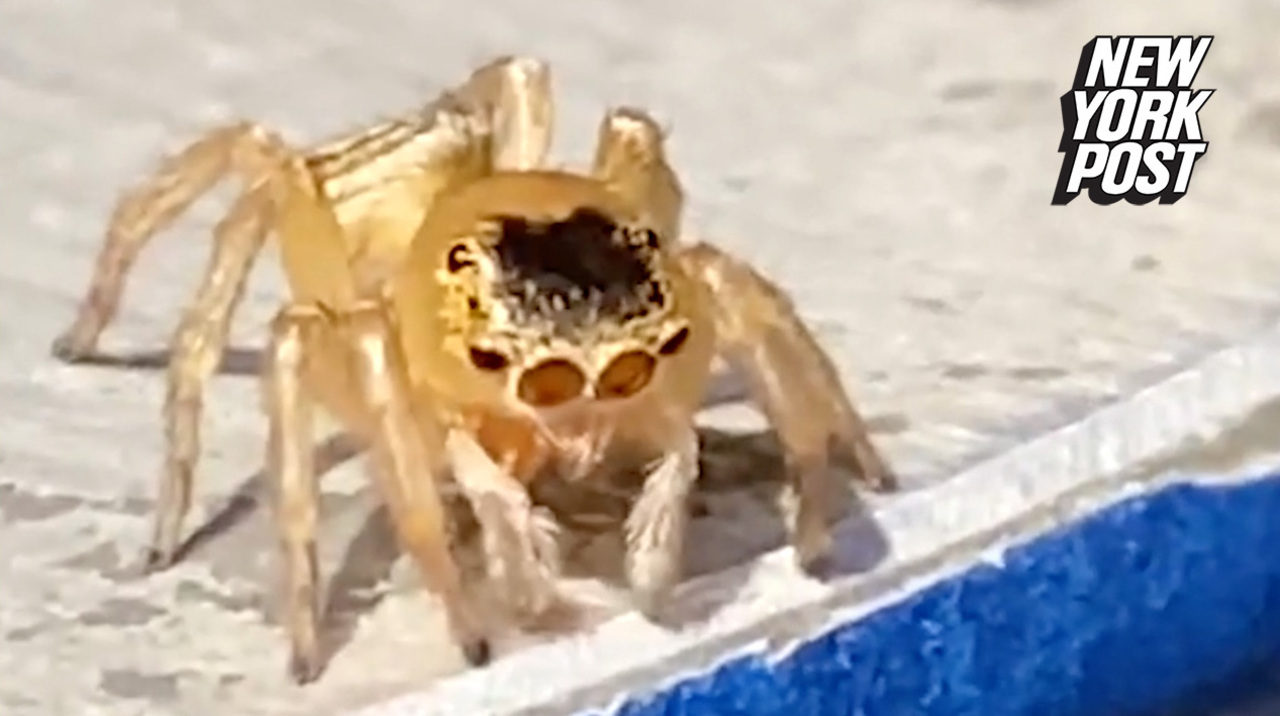 Spider looks like Elton John wearing glasses and a toupée