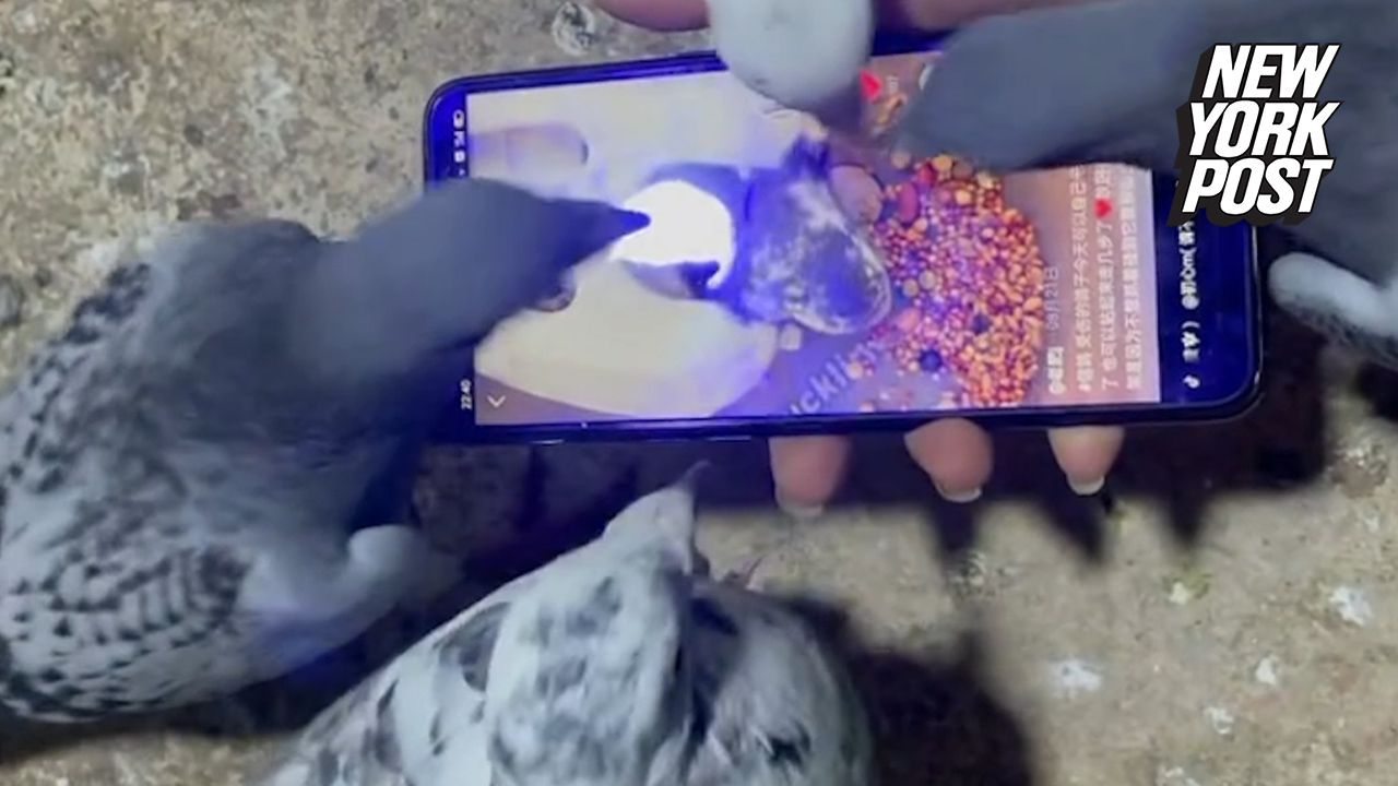 Pigeons are just as phone-obsessed as humans