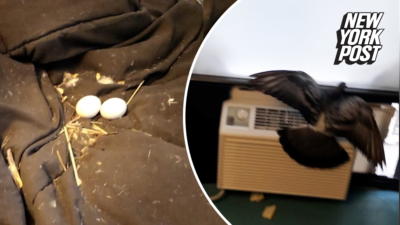 Pigeon Breaks Into Nyc Apartment Lays Eggs On Bed