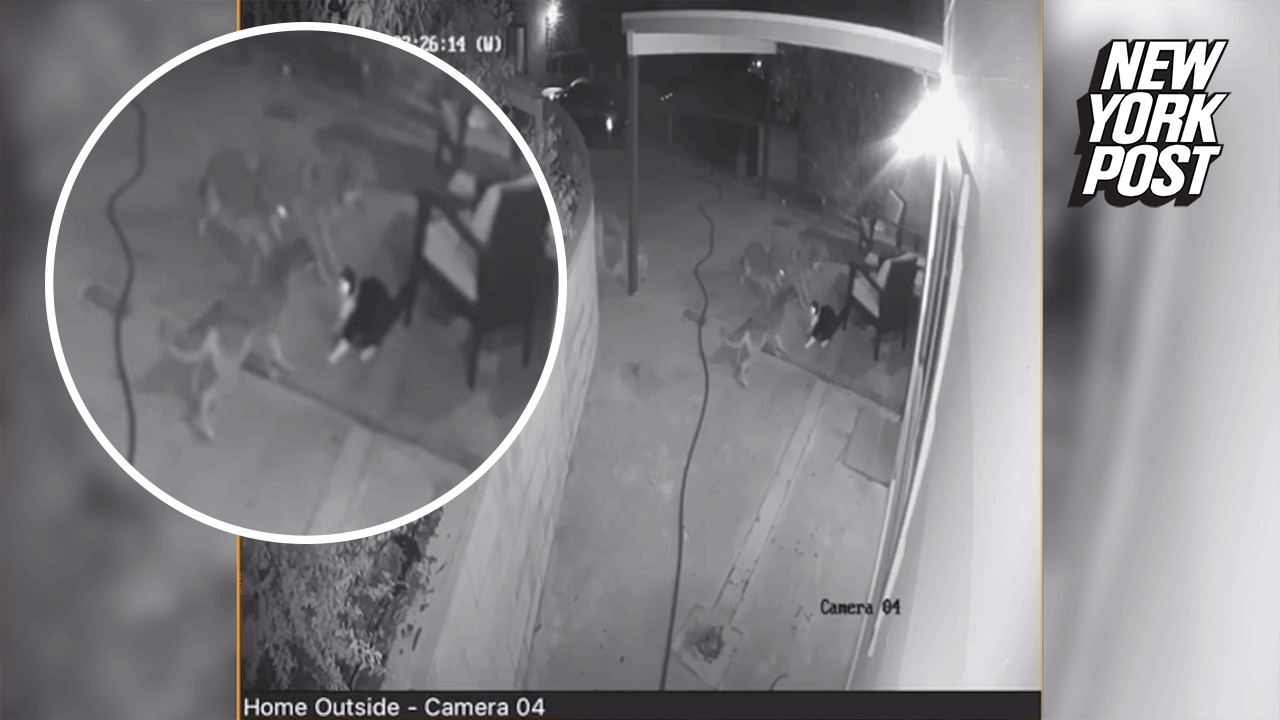 Cat Fighting Off Coyotes Caught On Surveillance Camera