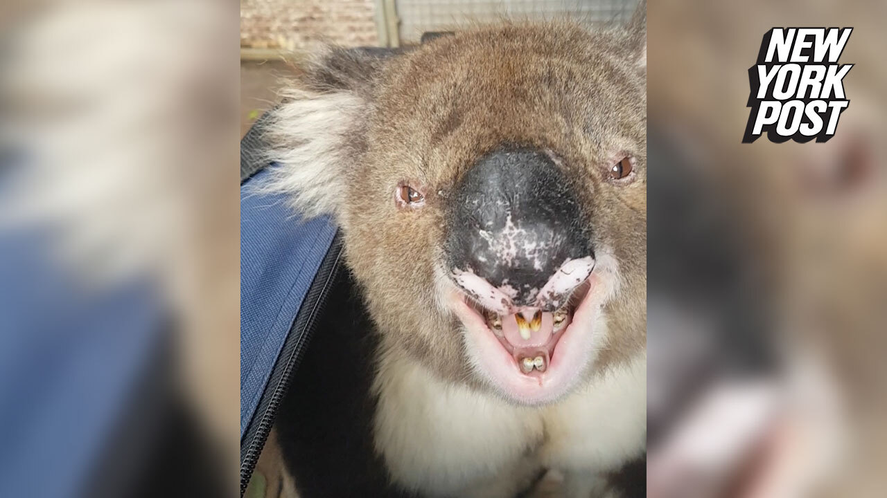 Koalas Are Now Functionally Extinct Experts Say