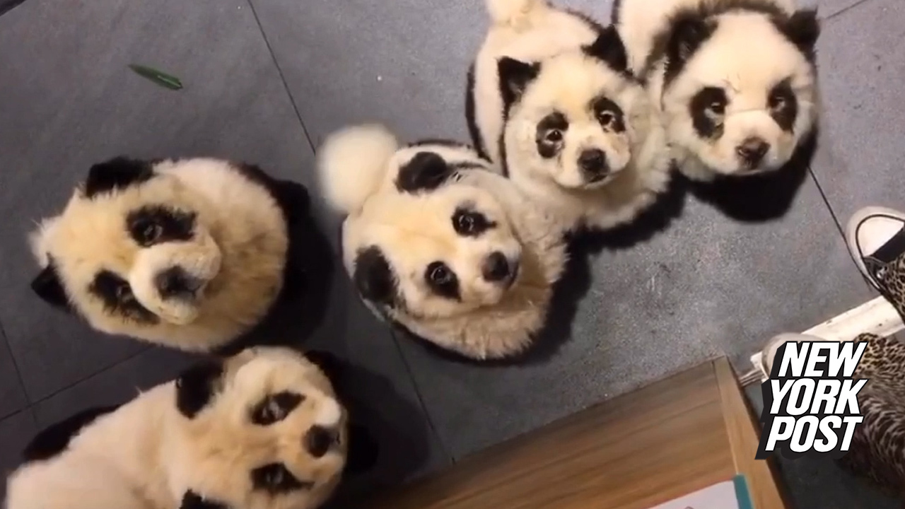 Animal Cafe In China Slammed For Painting Dogs To Look Like Pandas