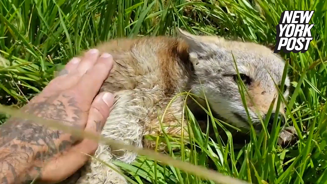 Warning: This video is too cute to handle. Amateur botanist Joey Santore — originally from the Chicago suburbs — rescued a clearly sick coyote puppy in Siskiyou County, California. 