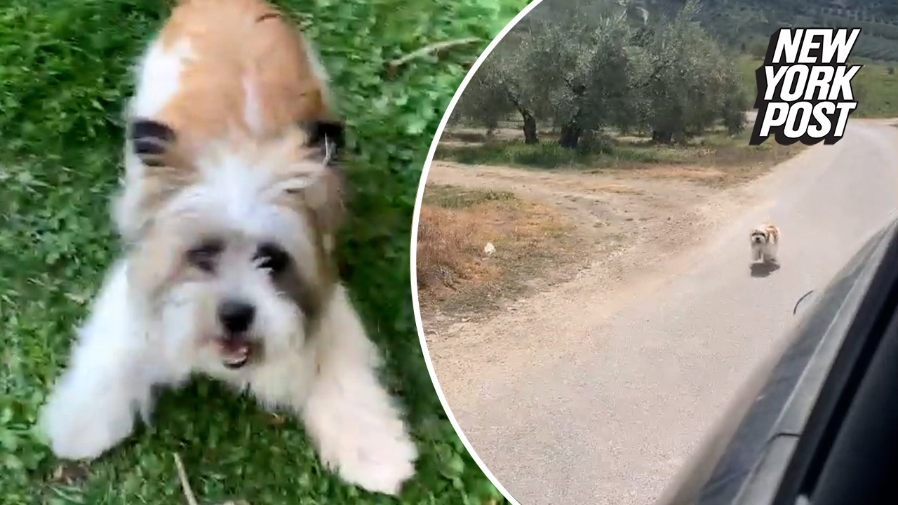 Couple adopts abandoned dog after noticing she was chasing their car