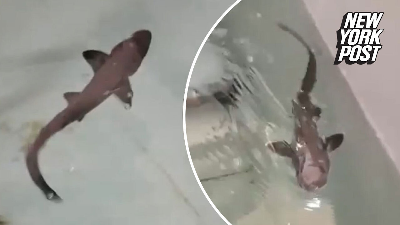 Miracle Baby Shark Born Asexually In All Female Tank