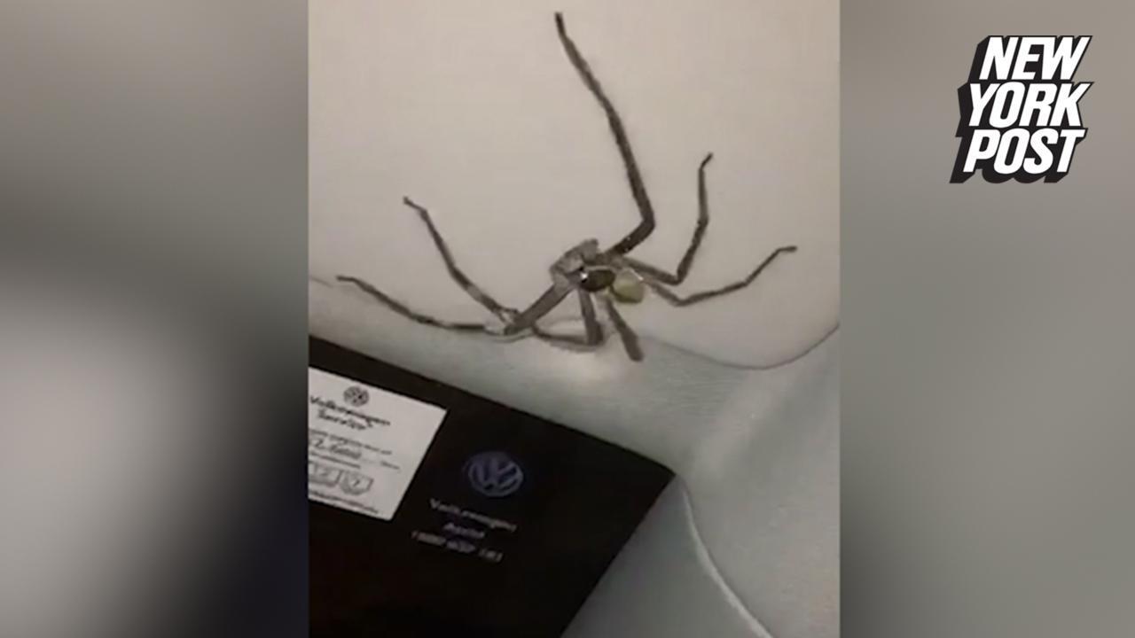 Woman Gets Trapped In Car With Massive Spider For 20 Minutes