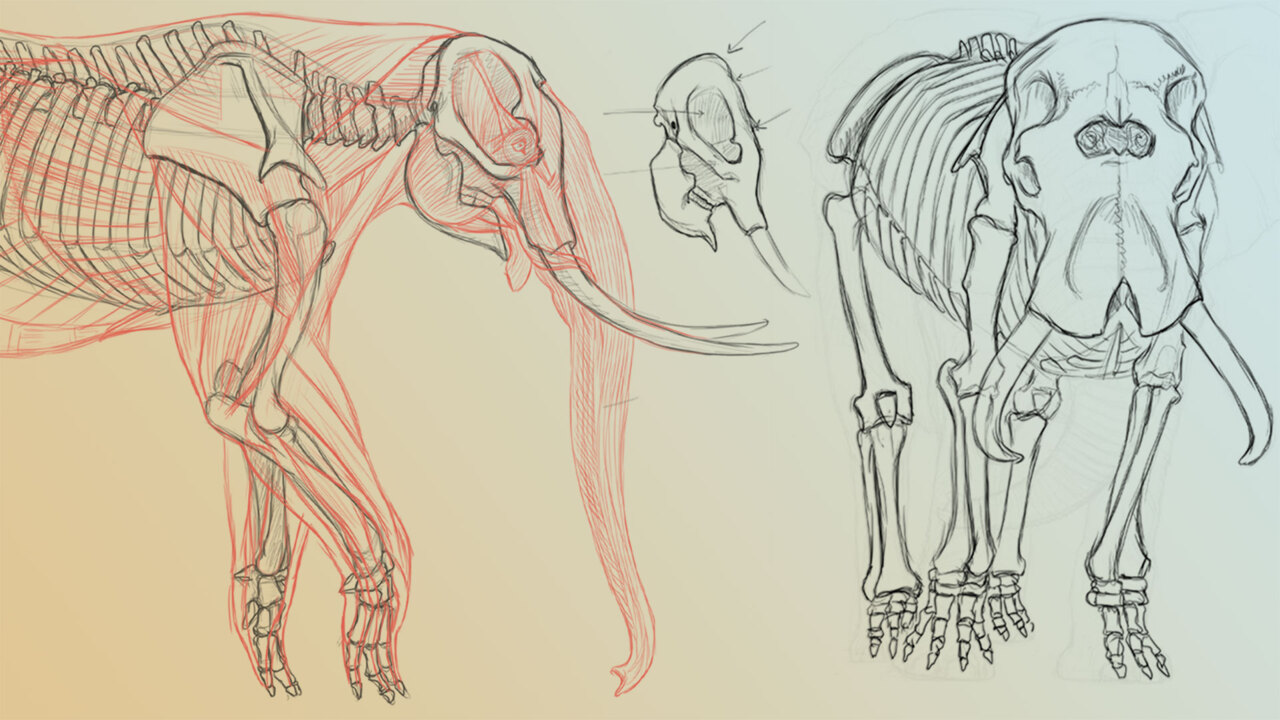 Elephant Anatomy Vol. 1: Drawing Skeletons & Musculature | The