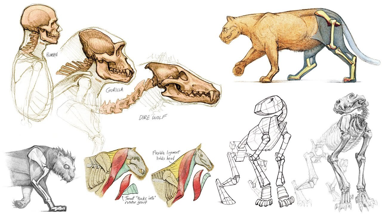 Masterclass of Drawing: Figure Anatomy, Characters & Animals