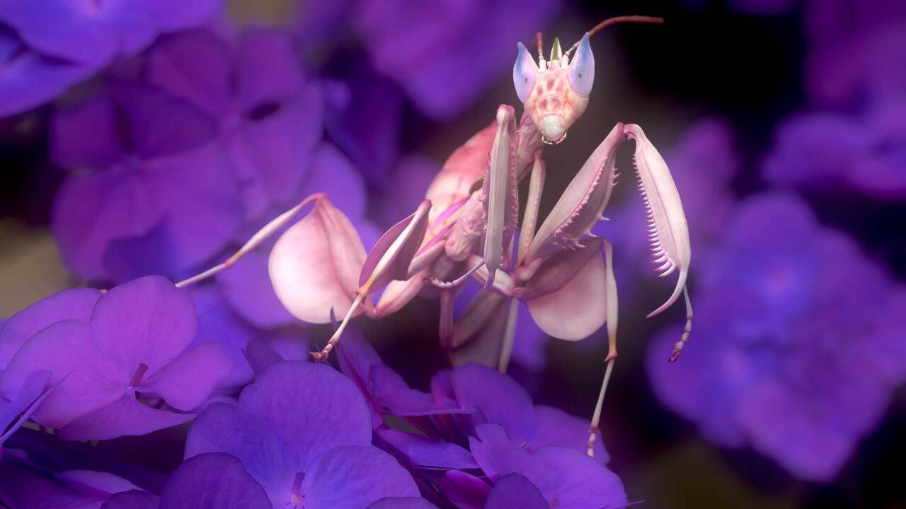 The Gnomon Workshop – Creature Modeling with Zbrush & Marmoset Toolbag 2 image
