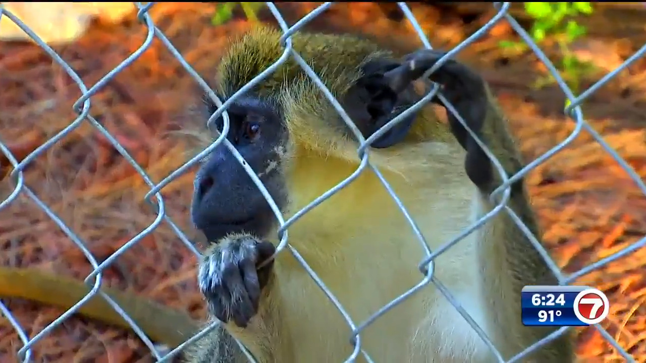 Decades-Long Mystery Of Monkeys Living At Fort Lauderdale Airport Now Solved