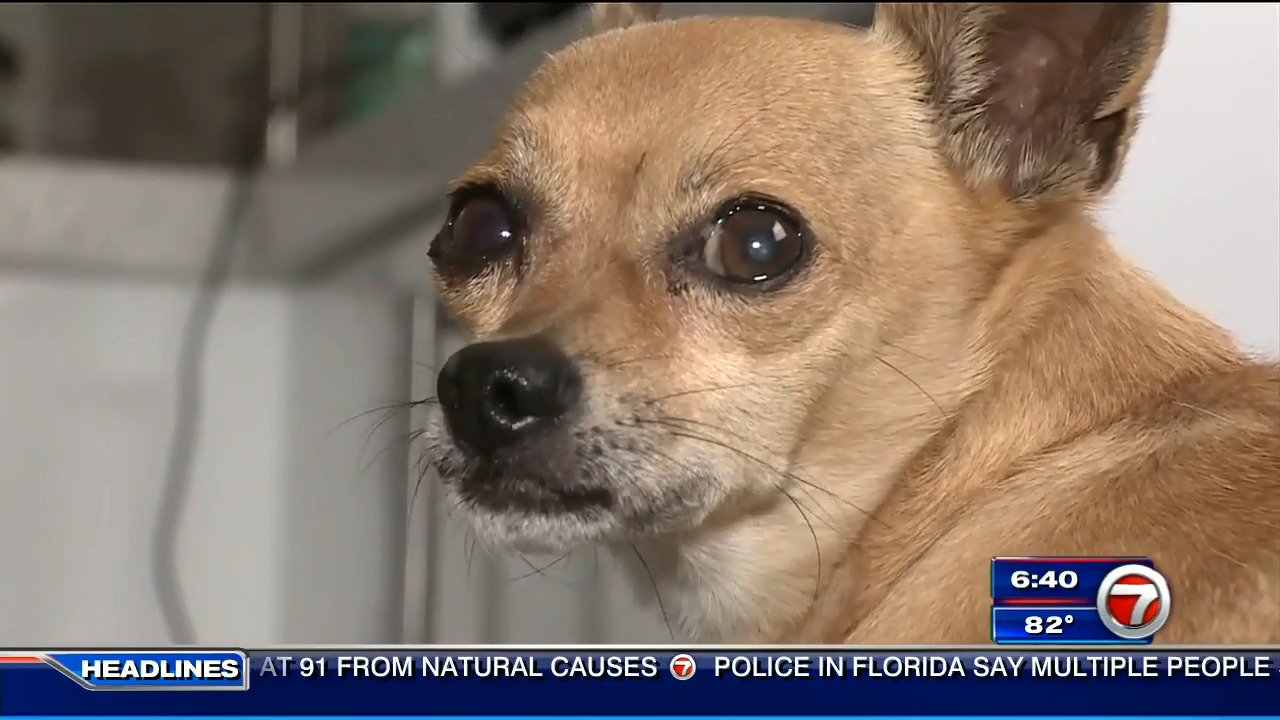 Man rescues injured Chihuahua on I-195 in Miami, searches for dog's owner –  WSVN 7News | Miami News, Weather, Sports | Fort Lauderdale