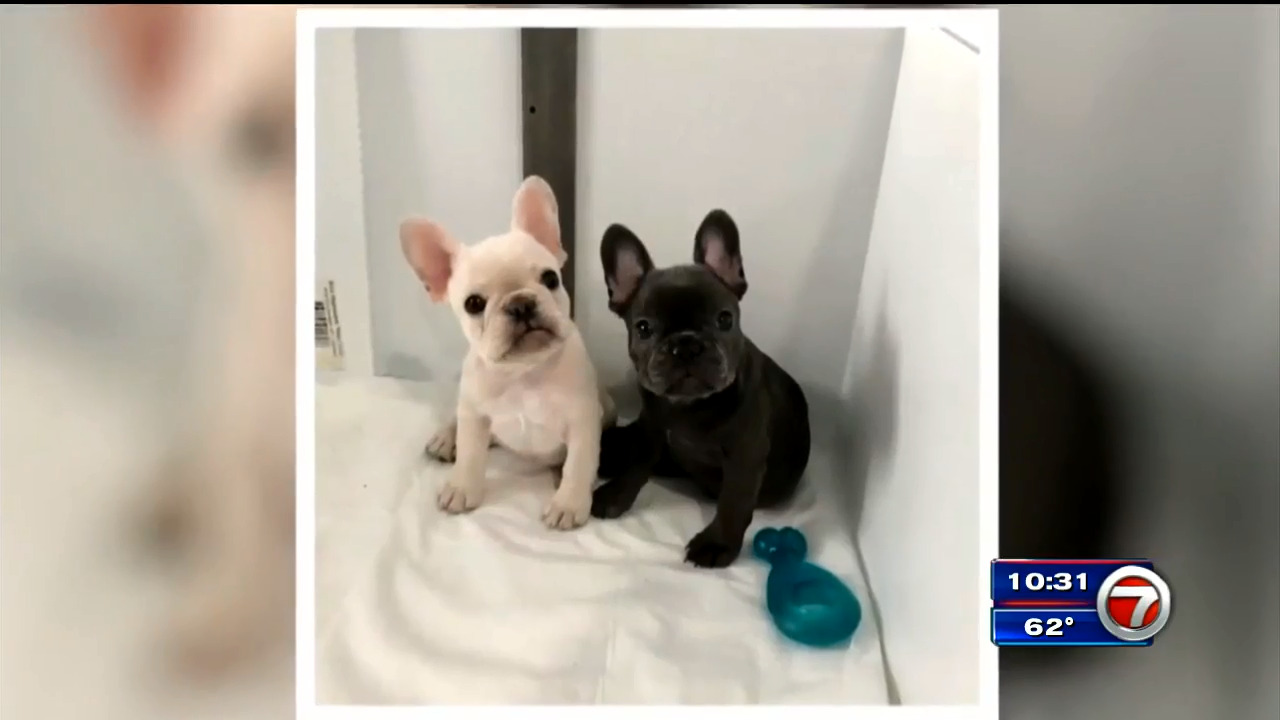 Photos Of South Florida Woman S Dogs Being Used For Pet Scam On Craigslist Wsvn 7news Miami News Weather Sports Fort Lauderdale