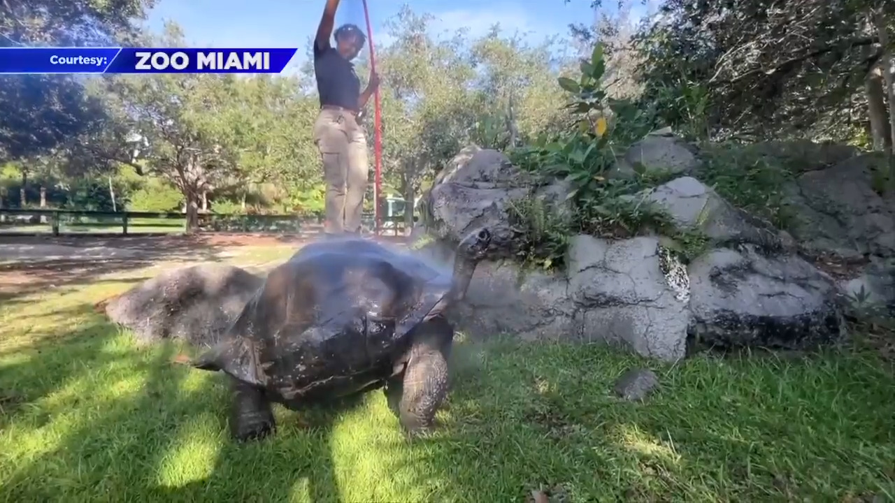 Zoo Animals Beat The Heat With Large Frozen Treats - CBS Chicago