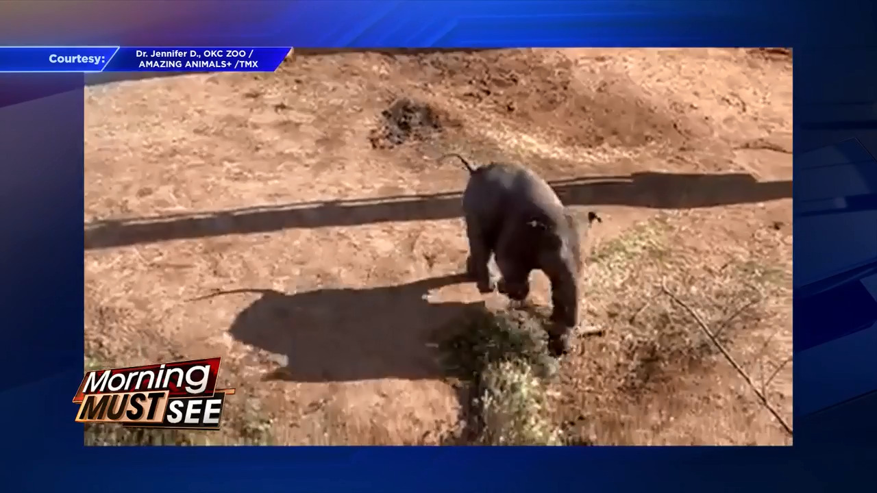 Oklahoma Zoo posts video of young Asian elephant interacting with enrichment