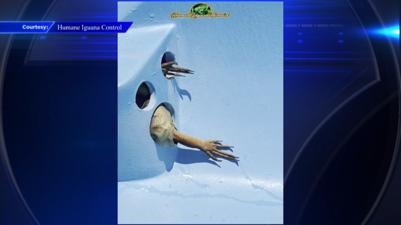 Trapper says iguana laid 30 eggs at bottom of Miami-Dade resort’s pool, got  stuck in water slide