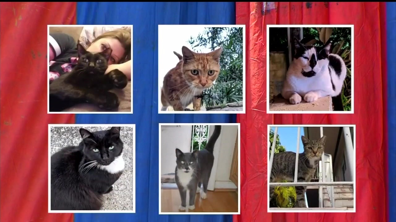 Community Cats Killed After Being Trapped Under Termite Tents In Miami Beach Wsvn 7news Miami News Weather Sports Fort Lauderdale
