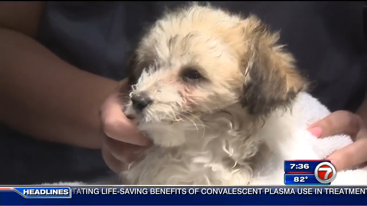 Can I Return A Puppy To Petland