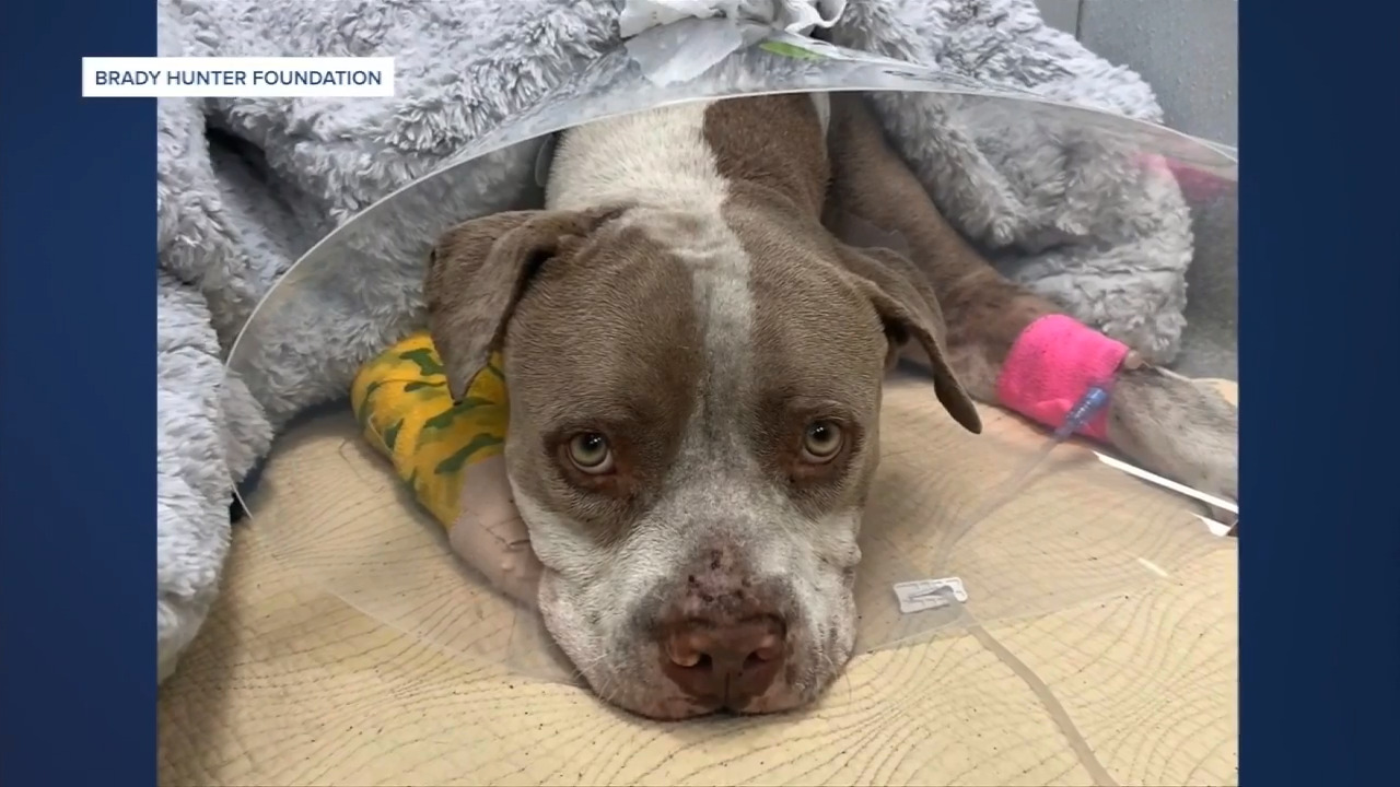 Vets believe stray dog found badly injured in Lake Worth Beach may have  been bitten by gator