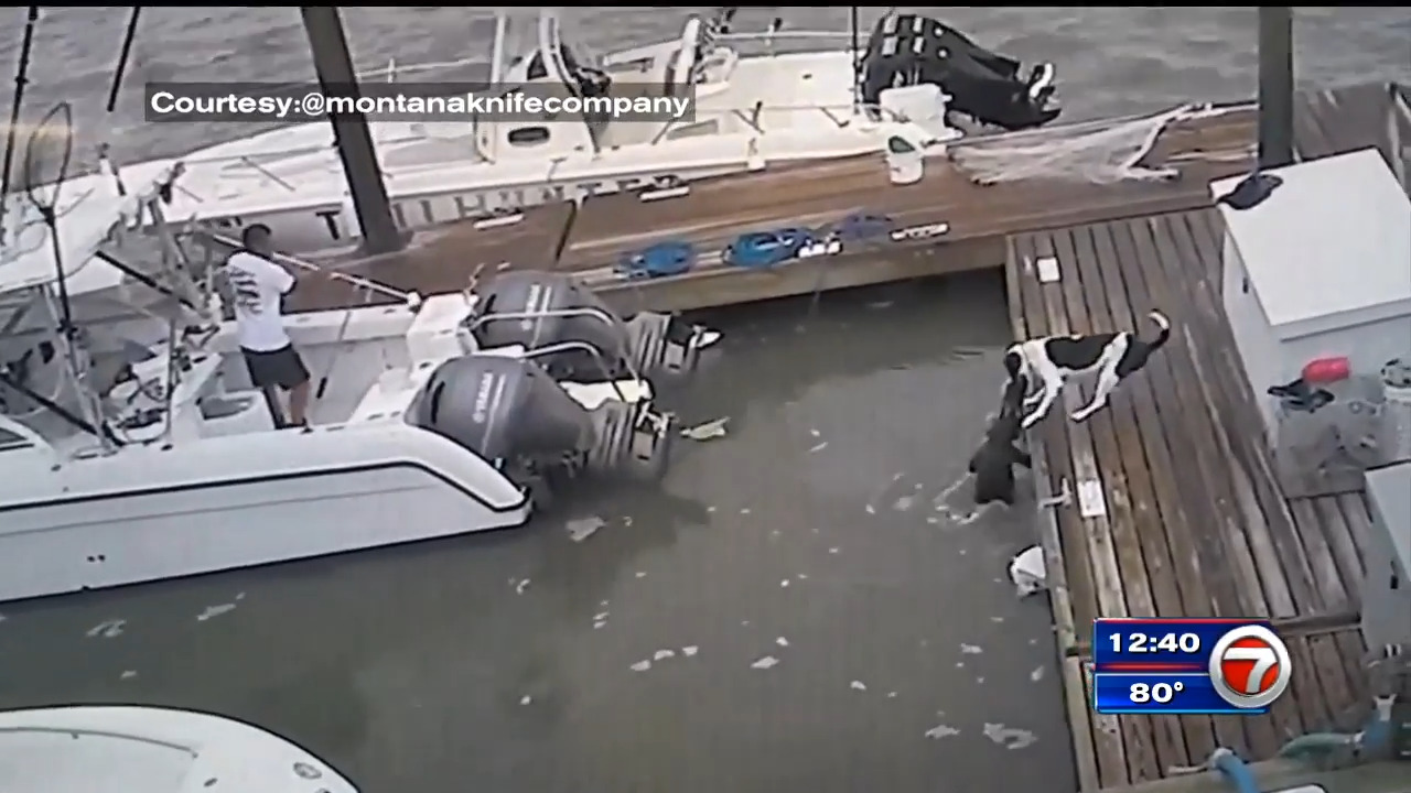 Video Captures Dog Narrowly Escaping Gator At Charleston Dock Wsvn 7news Miami News Weather Sports Fort Lauderdale