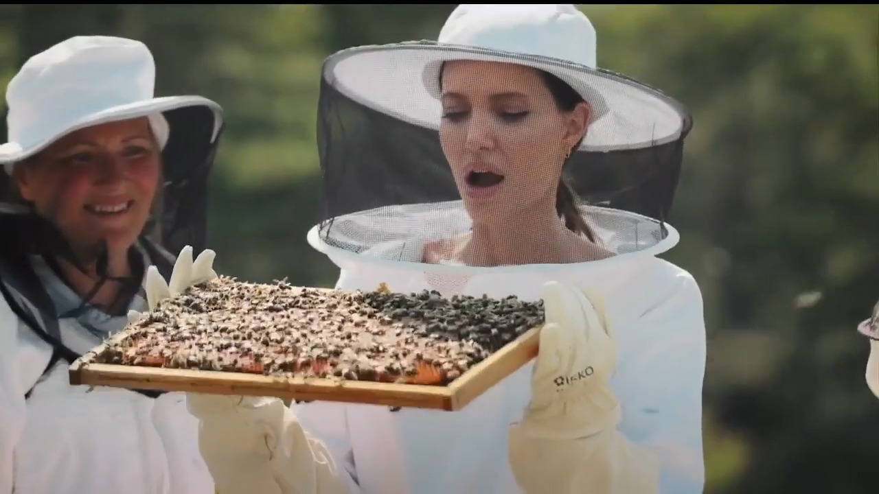 Angelina Jolie's buzzing about Women for Bees Program in France – WSVN  7News | Miami News, Weather, Sports | Fort Lauderdale