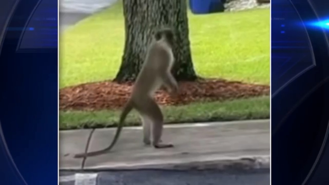 Escaped vervet monkey spotted in Fort Lauderdale area is searching for love, expert says