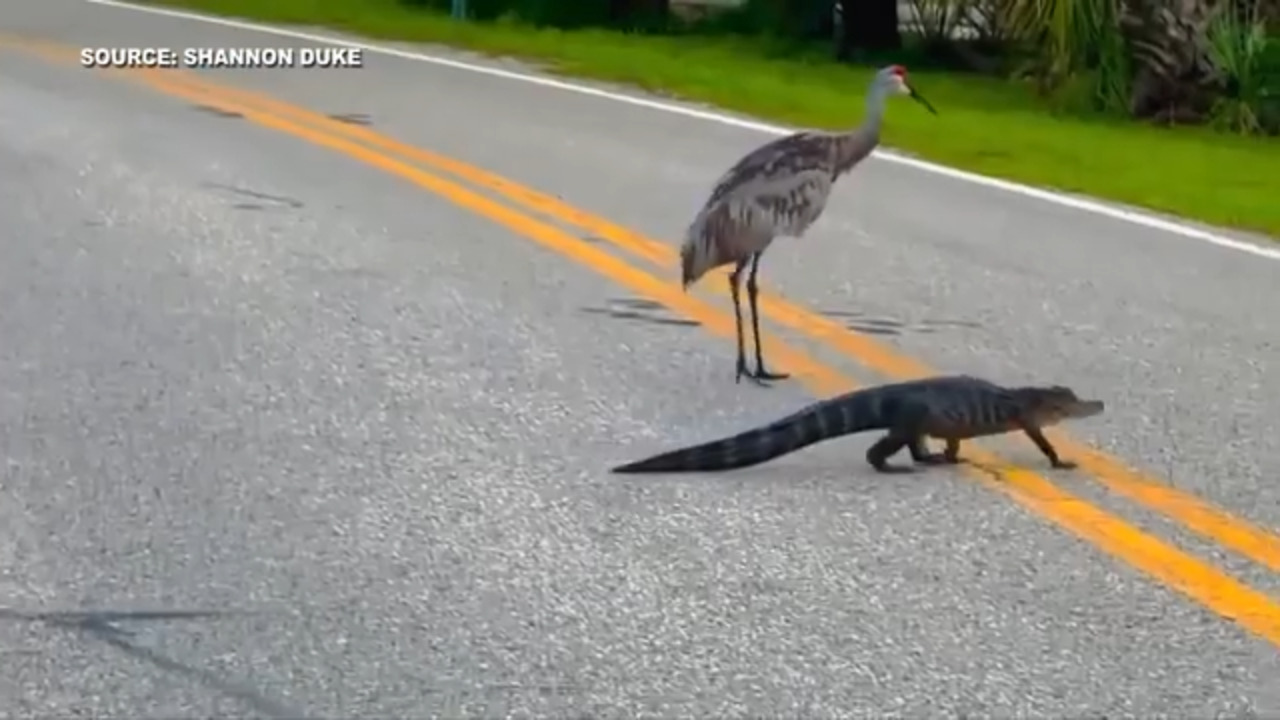 Unlikely crossing guards: Sandhill cranes assist young Alligator in  roadside journey