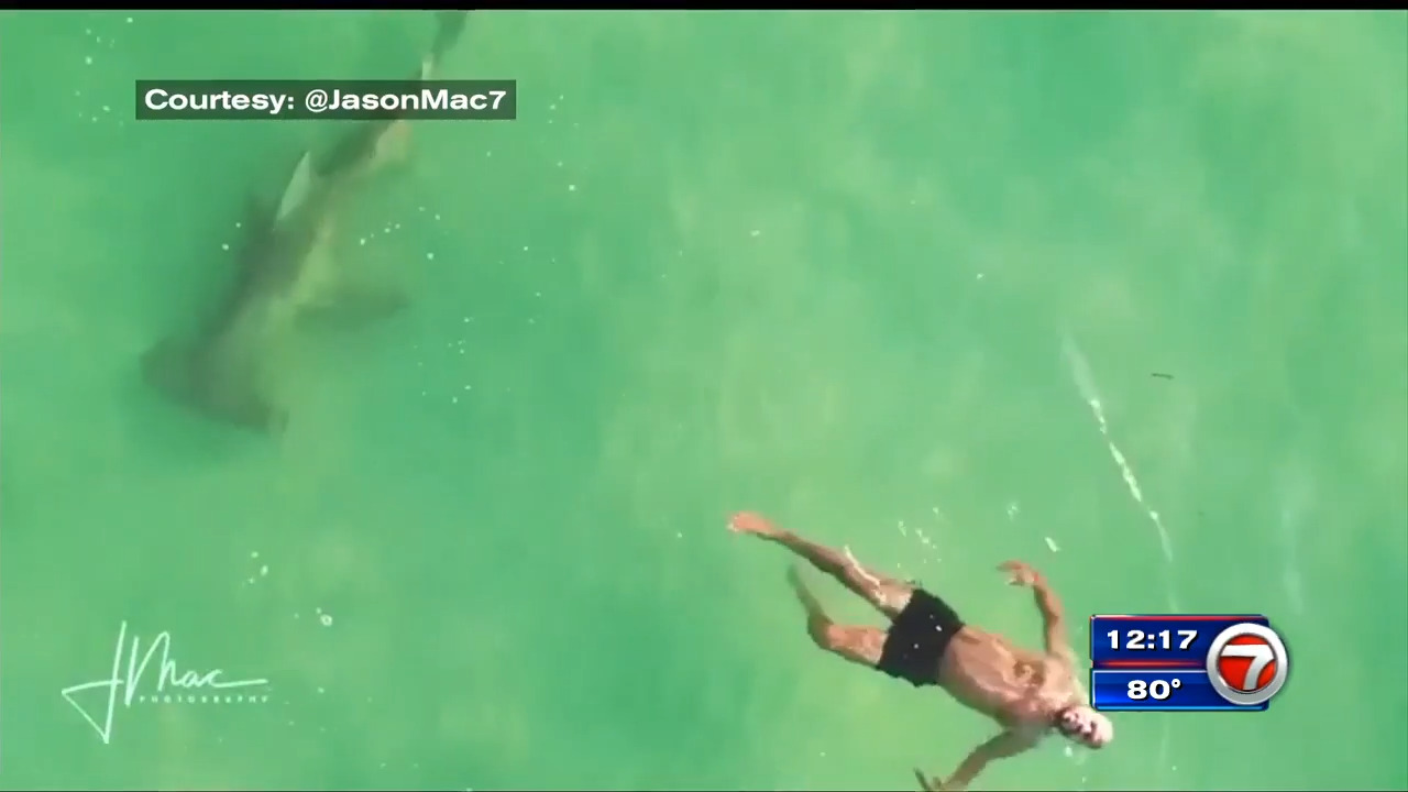 Drone Video Captures Hammerhead Shark Swimming Near Man On South Beach Wsvn 7news Miami News Weather Sports Fort Lauderdale