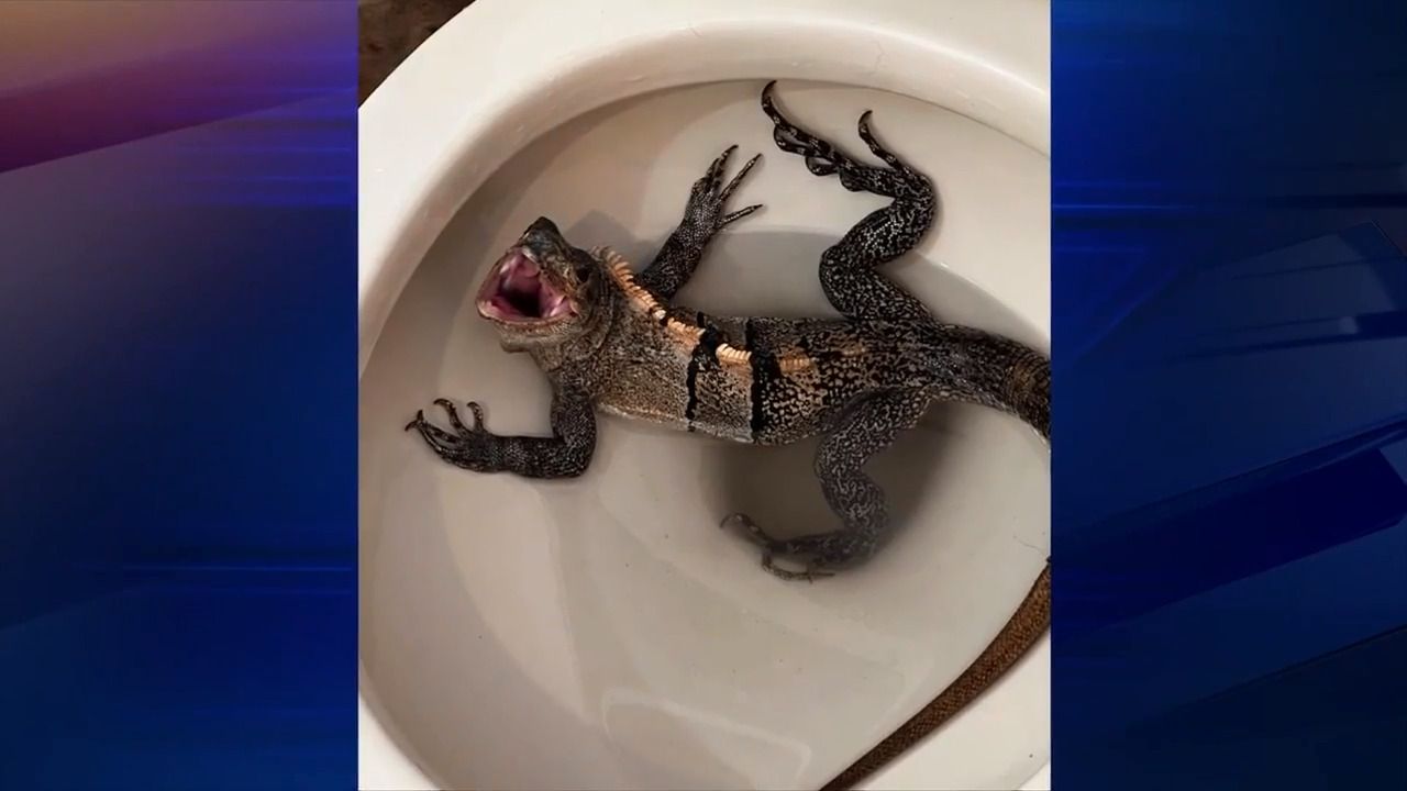 Iguanas in the toilet. Snakes in the shower. Hello, Florida!