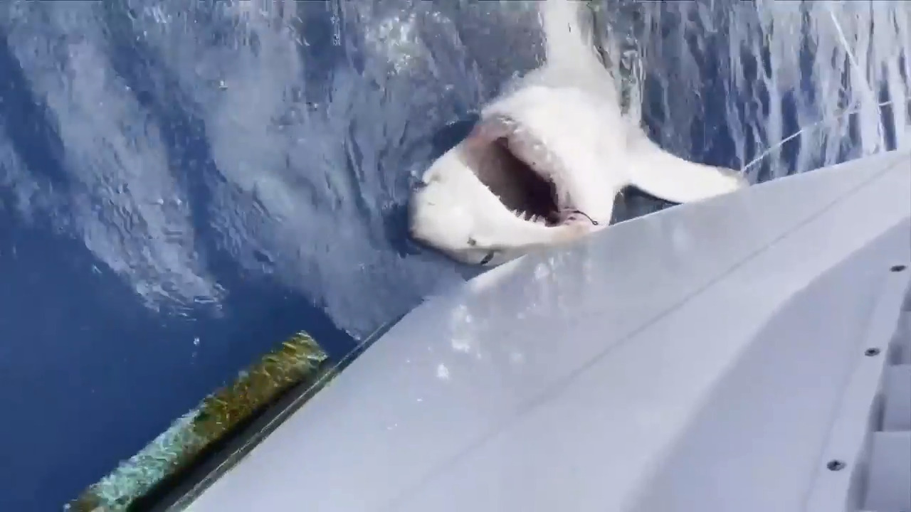 See the great white shark caught by 12-year-old boy in Florida